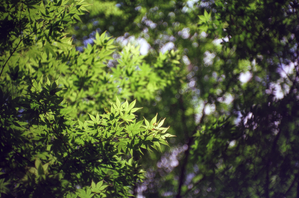 Nikon S3/Vista100 (F1.4,1/1000)