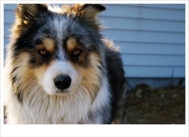 Alaskan malamute,맬러뮤트,photograpy