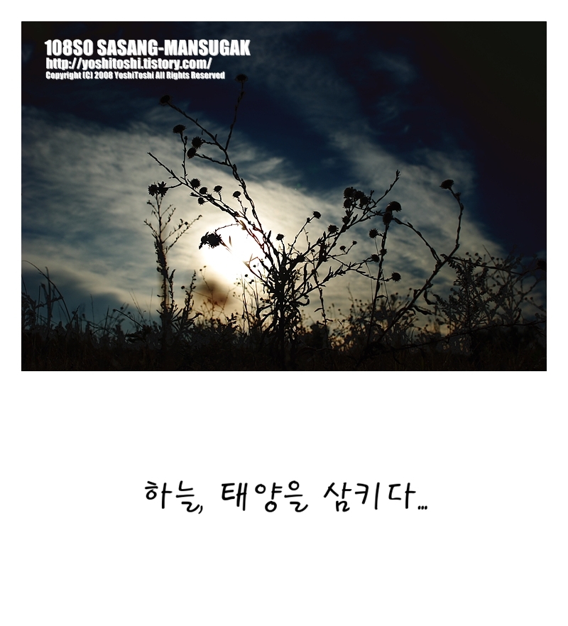 태양, 하늘, 꽃1