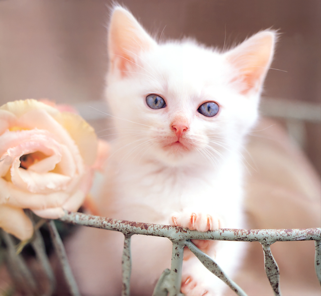 고양이 바탕화면, 고화질 고양이 사진