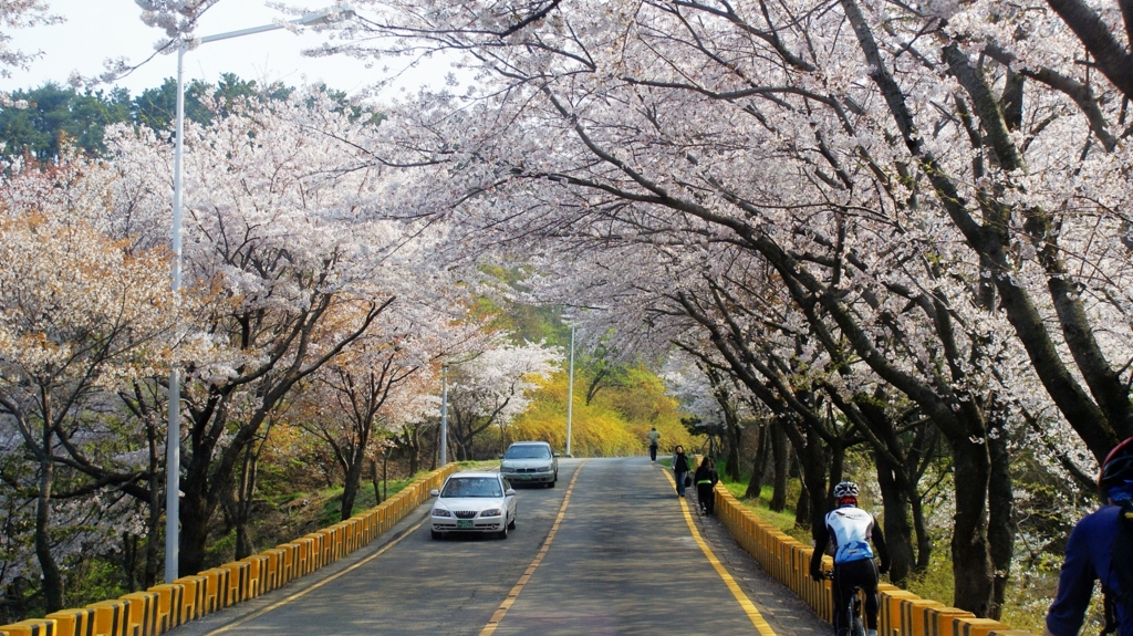 달맞이 벛꽃,문텐로드