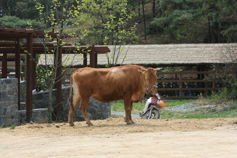 사용자 삽입 이미지