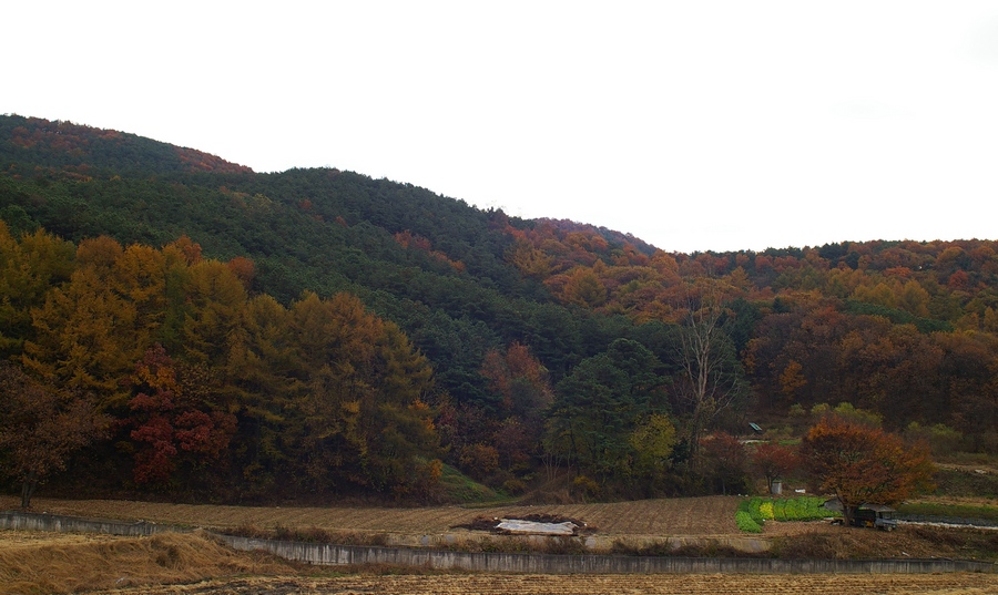 사용자 삽입 이미지