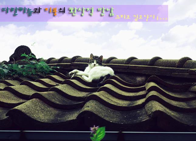 사용자 삽입 이미지
