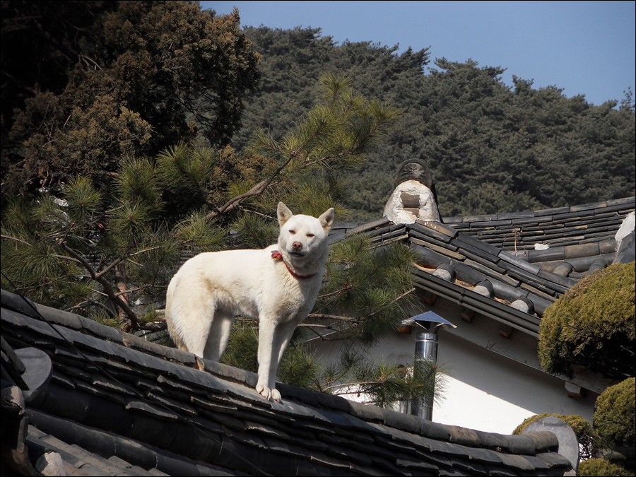 사용자 삽입 이미지