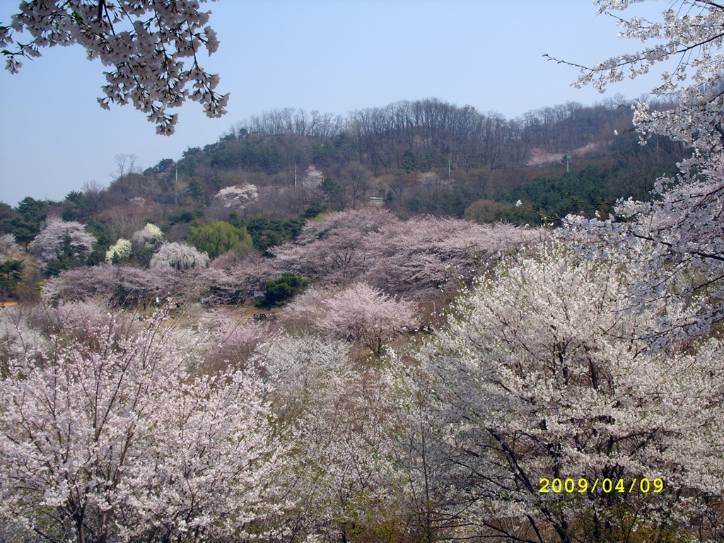 사용자 삽입 이미지