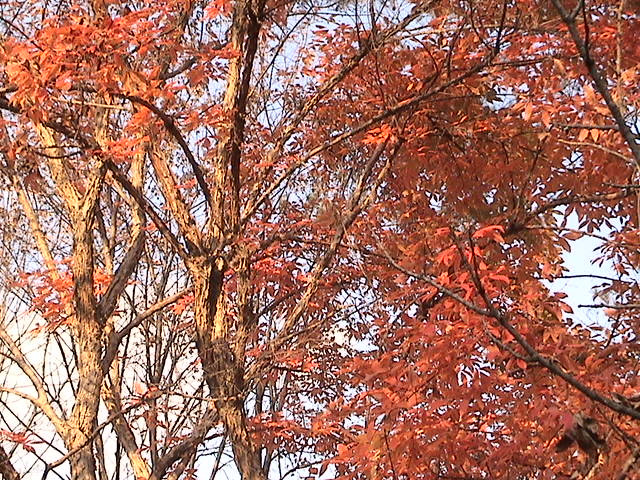 가을 사진