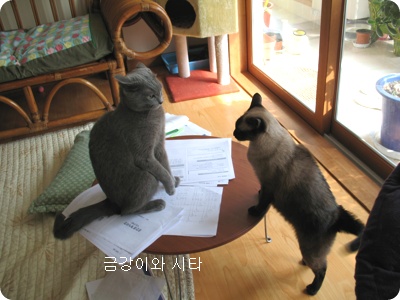 금강와 시타