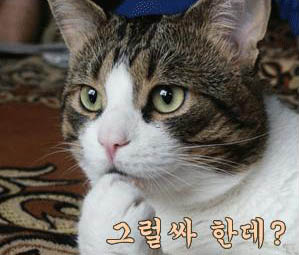 사용자 삽입 이미지