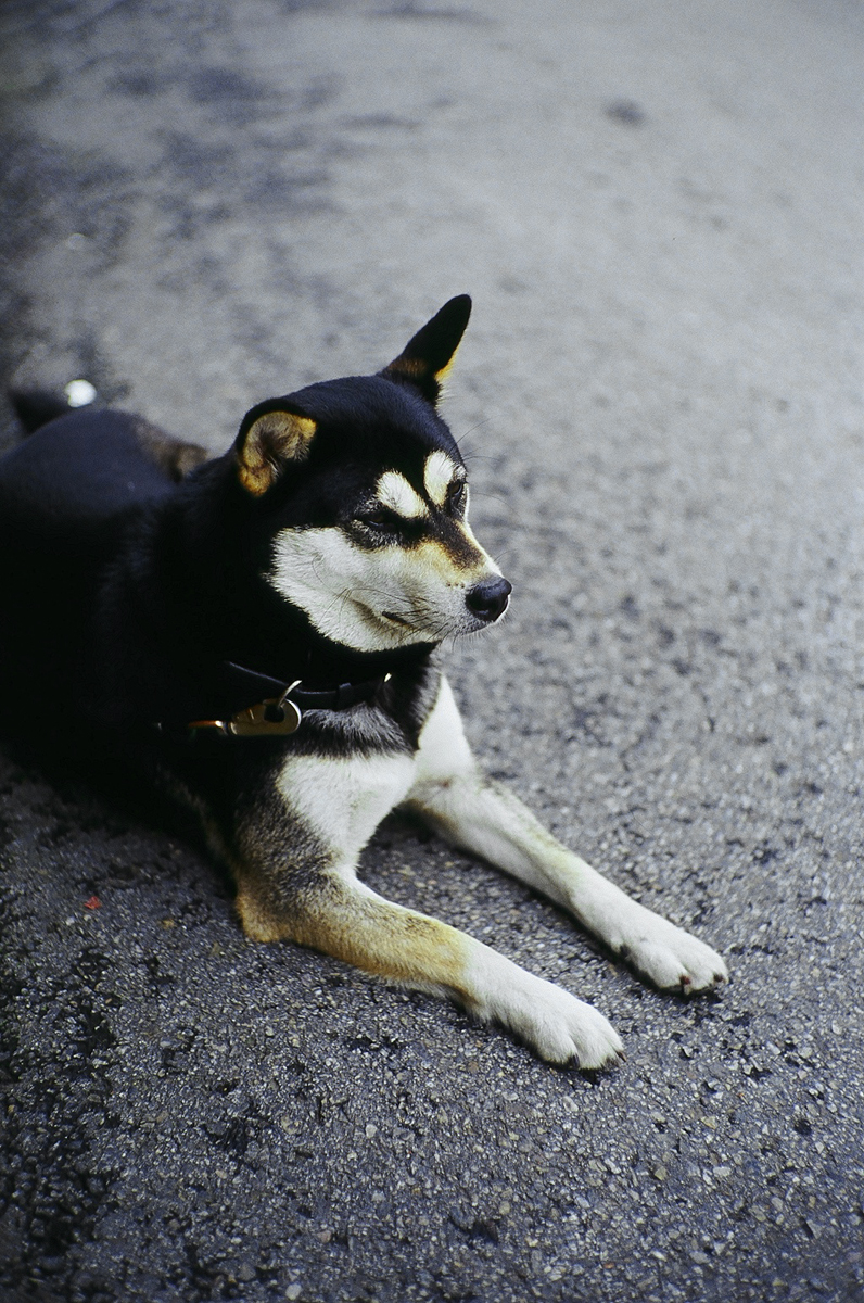 Nikon S2/Reala100 (F2.0,1/125)