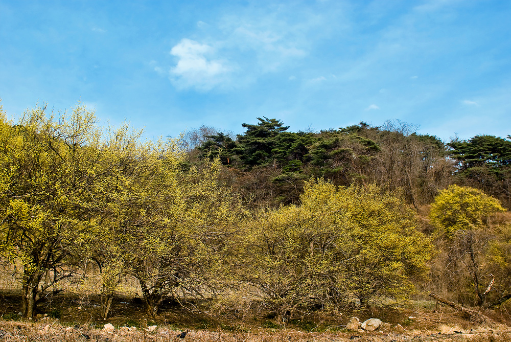 사용자 삽입 이미지