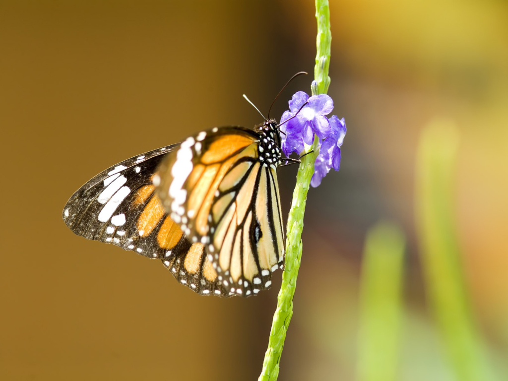 나비 사진, 나비 바탕화면