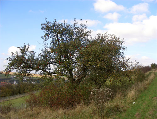 ▲ 두 세 그루 함께 있는 길가의 사과나무. 2008 ⓒ 김미수 