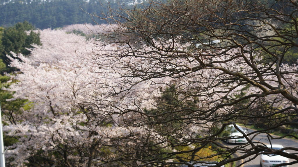 달맞이 벛꽃,문텐로드