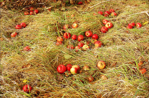 ▲ 수확하지 않아 바닥에 떨어져 썩어가고 있는 사과들. 2008 ⓒ 김미수