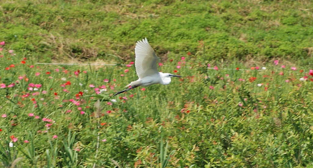 백로