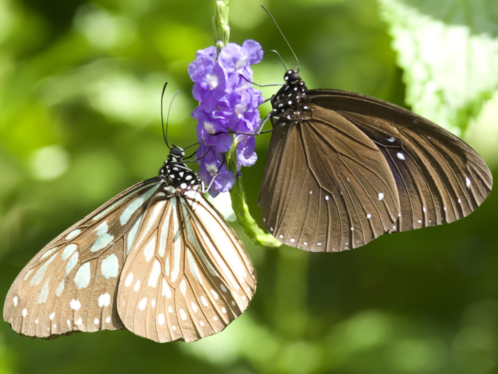 나비 사진, 나비 바탕화면