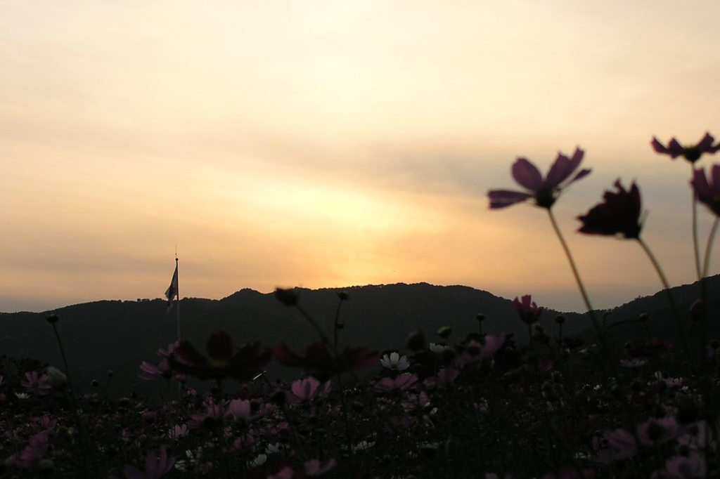 사용자 삽입 이미지