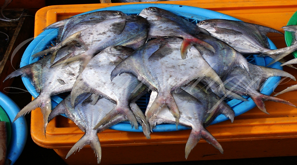 부산관광 자갈치-암남공원 생선