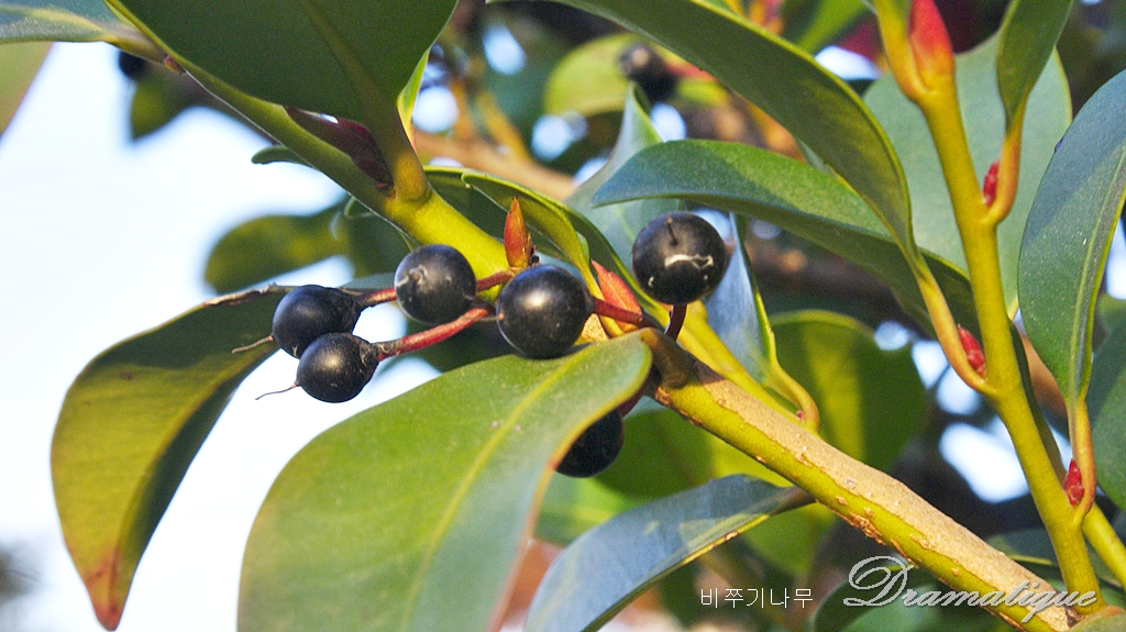 비수기, 비죽낭 ,Cleyera japonica,