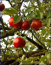 ▲ 나무 위에 탐스럽게 달린 사과들. 2008 ⓒ 김미수