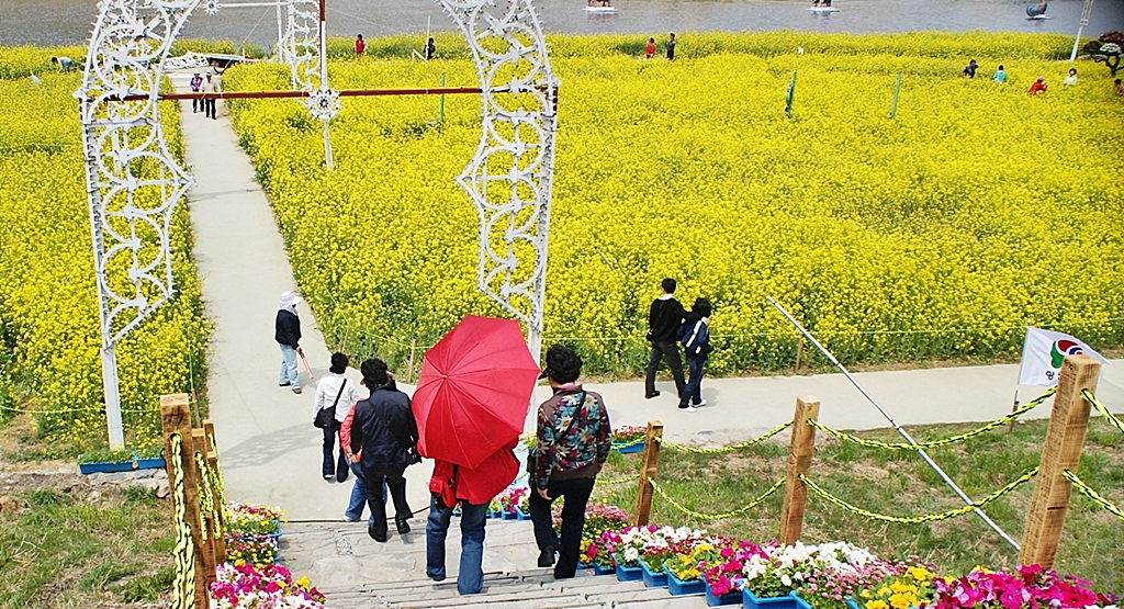 유채꽃축제
