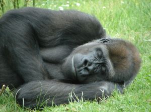 sleeping gorilla