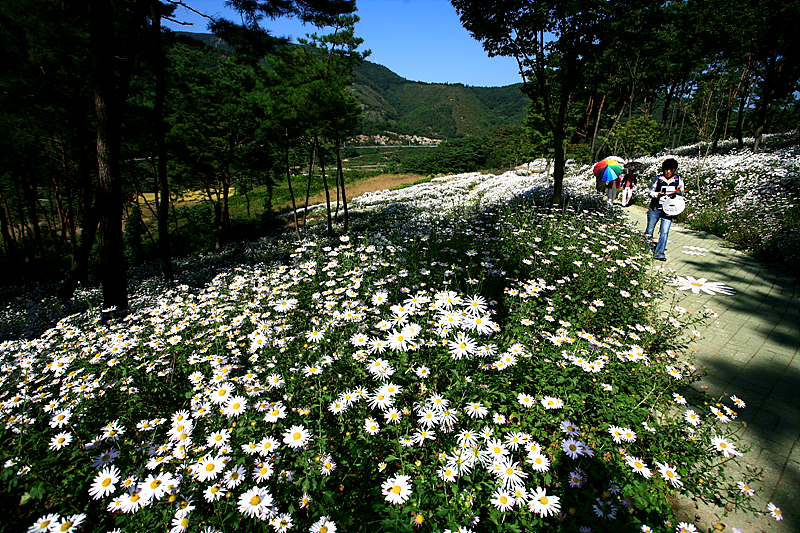 사용자 삽입 이미지