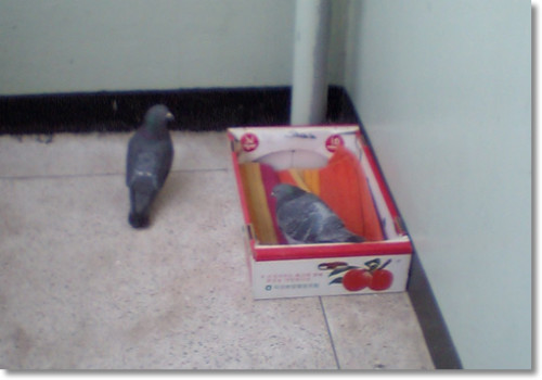상자로 집을 옮긴 비둘기