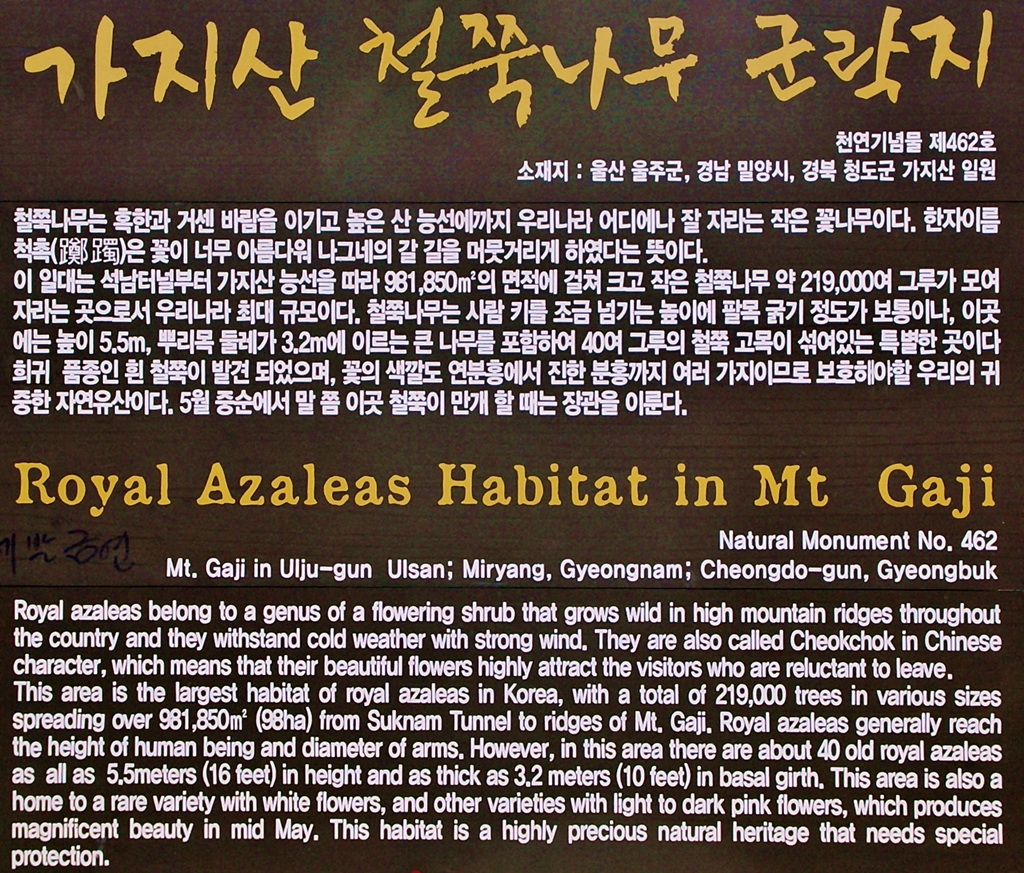 가지산 철죽