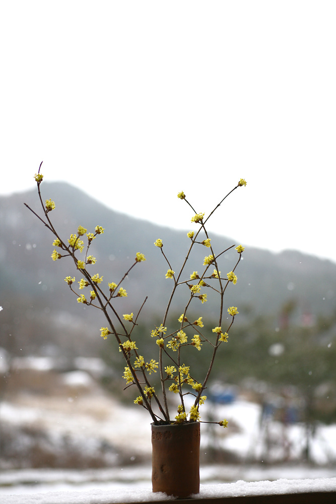 사용자 삽입 이미지