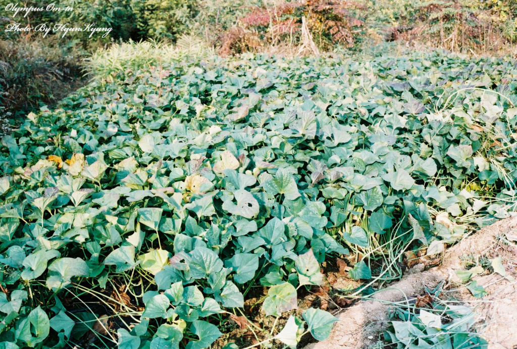 사용자 삽입 이미지