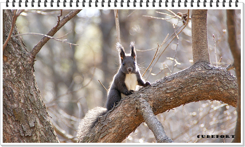 Korean squirrel-靑鼠-청설모-청서