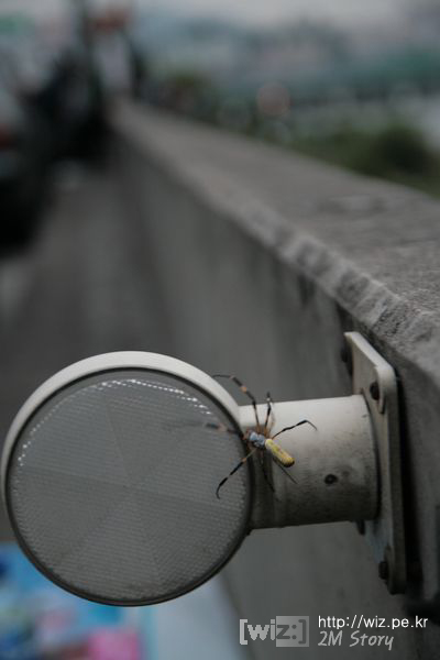 도로 위에 집 짓는 거미