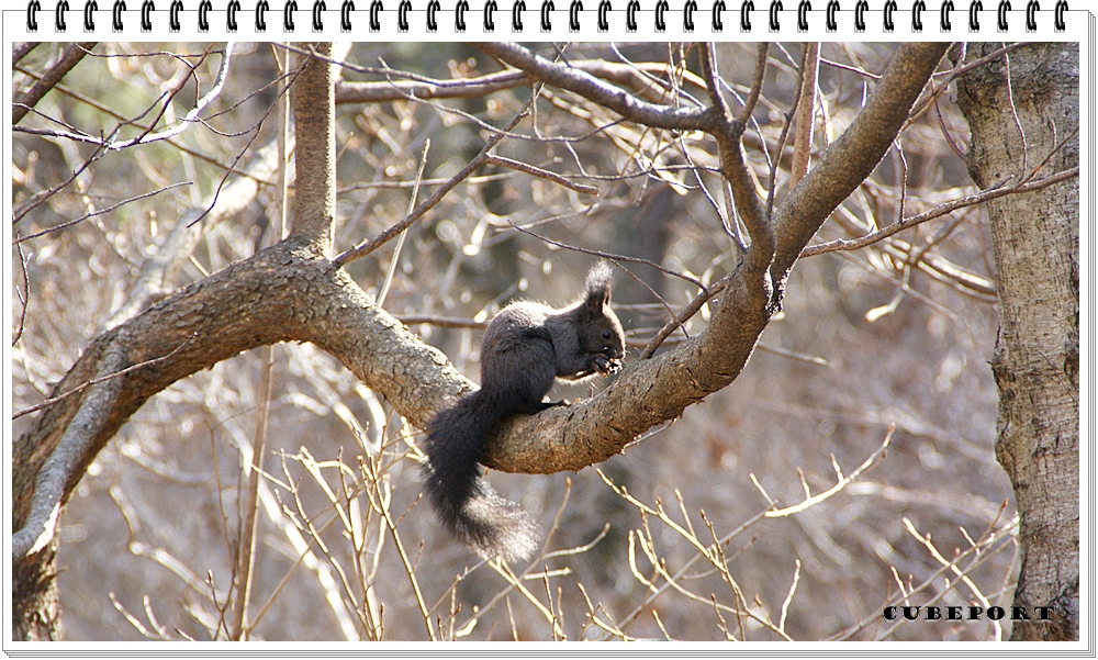 Korean squirrel-靑鼠-청설모-청서