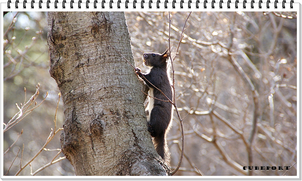 Korean squirrel-靑鼠-청설모-청서
