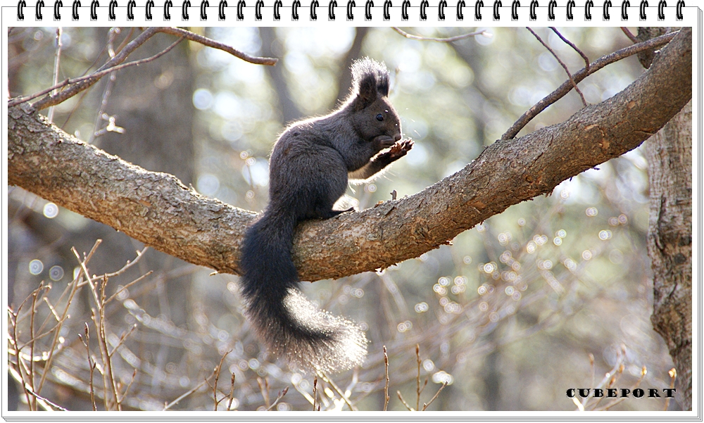 Korean squirrel-靑鼠-청설모-청서
