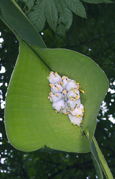 MY BlueDay :: 특이동물 온드라스 흰 박쥐(Honduran White Bat)