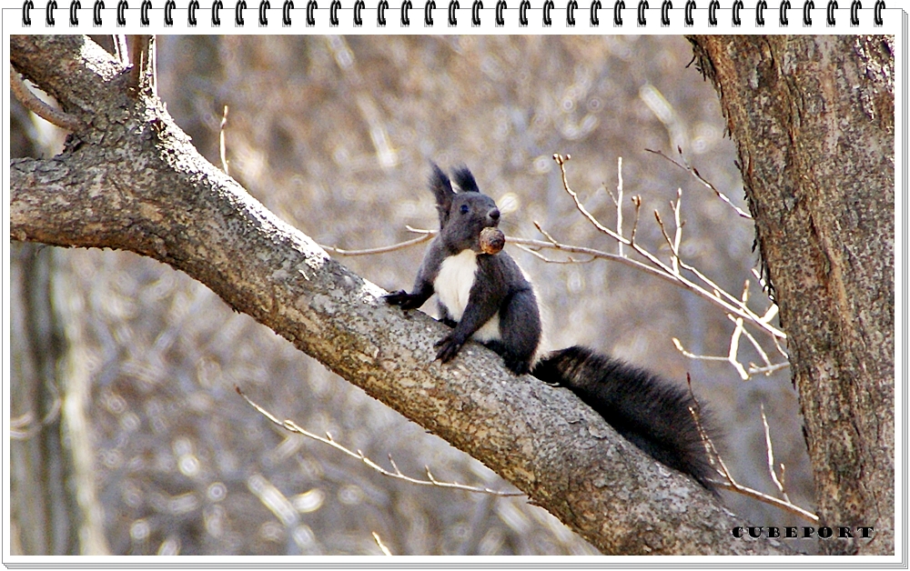 Korean squirrel-靑鼠-청설모-청서
