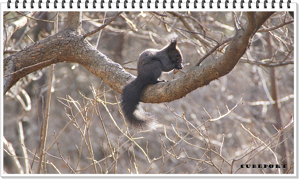 Korean squirrel-靑鼠-청설모-청서
