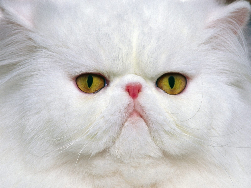 cat, 고양이, 고양이 바탕화면, 고양이 바탕화면 모음, 고양이 배경화면, 고양이 시리즈, 고양이 이야기, 고양이바탕화면, 고양이배경화면, 고양이사진, 고화질 고양이 바탕화면, 고화질 고양이 사진, 귀여운 고양이, 깜찍한 고양이, Wallpapers, HD Wallpapers
