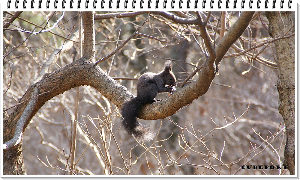 Korean squirrel-靑鼠-청설모-청서