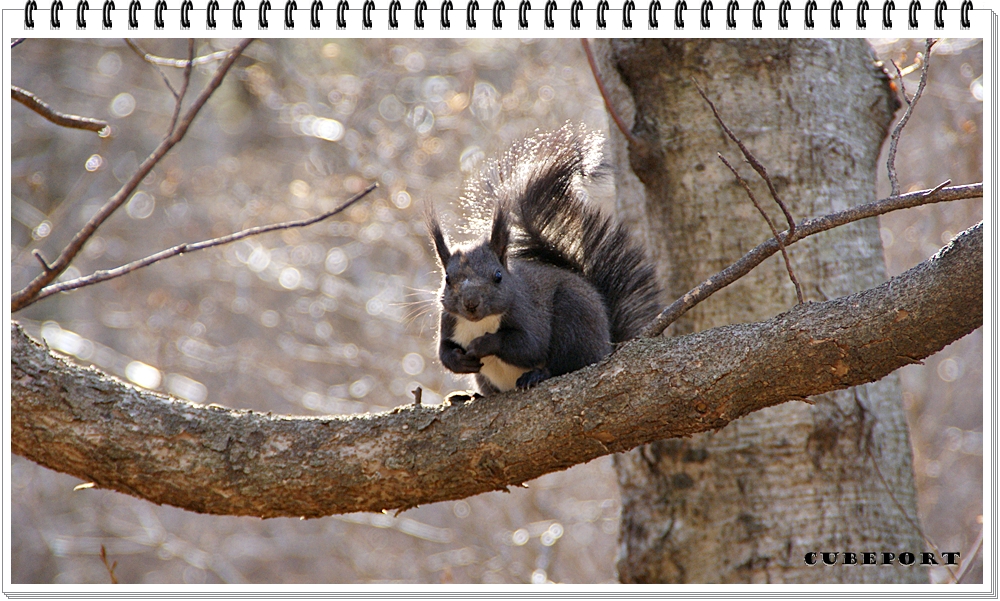 Korean squirrel-靑鼠-청설모-청서