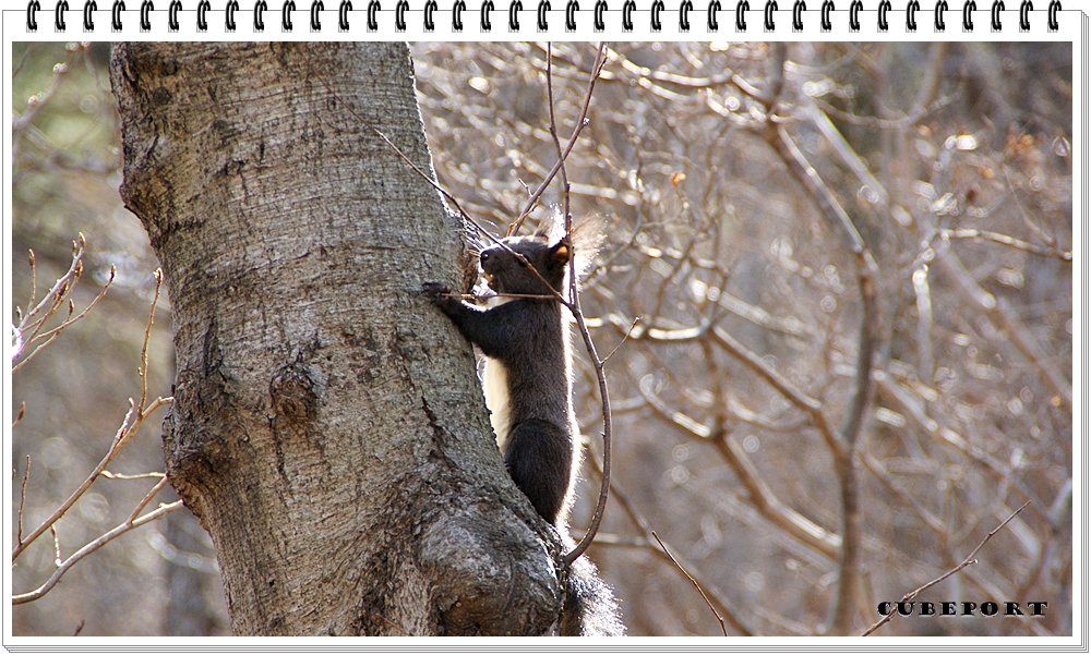 Korean squirrel-靑鼠-청설모-청서