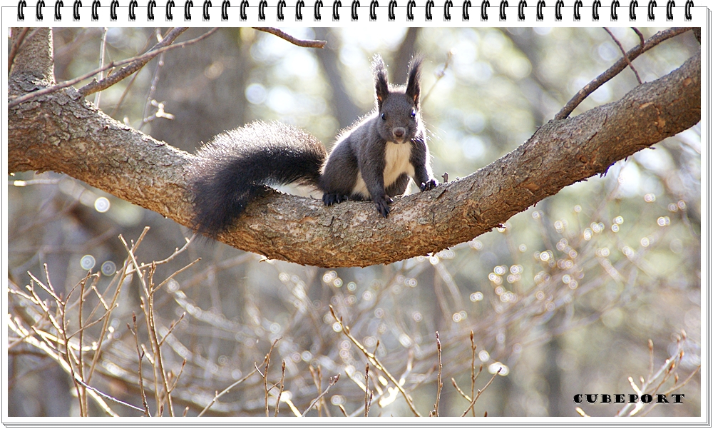 Korean squirrel-靑鼠-청설모-청서