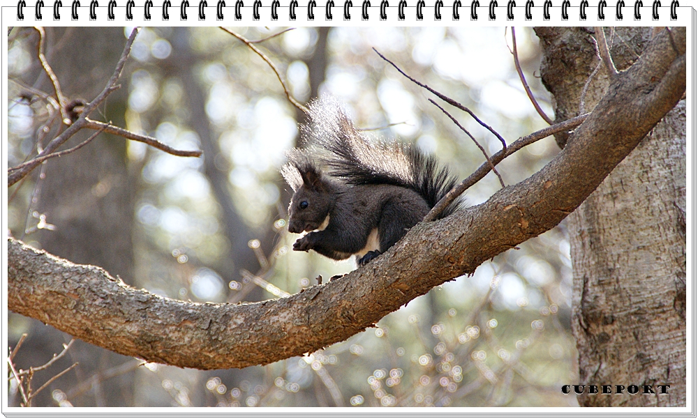 Korean squirrel-靑鼠-청설모-청서