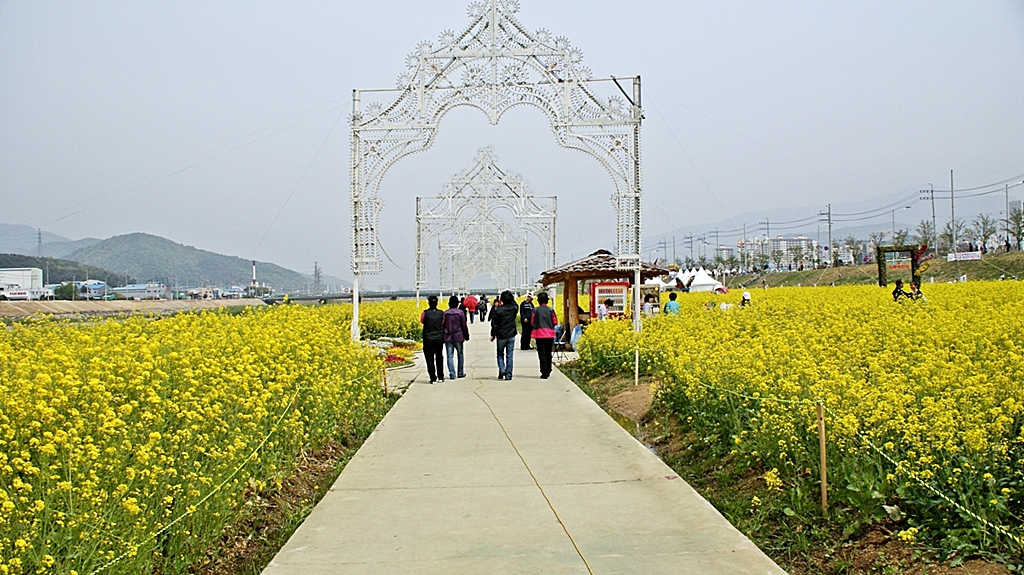 유채꽃축제