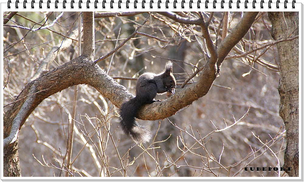 Korean squirrel-靑鼠-청설모-청서