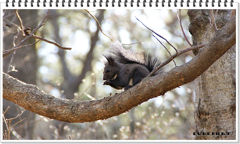 Korean squirrel-靑鼠-청설모-청서