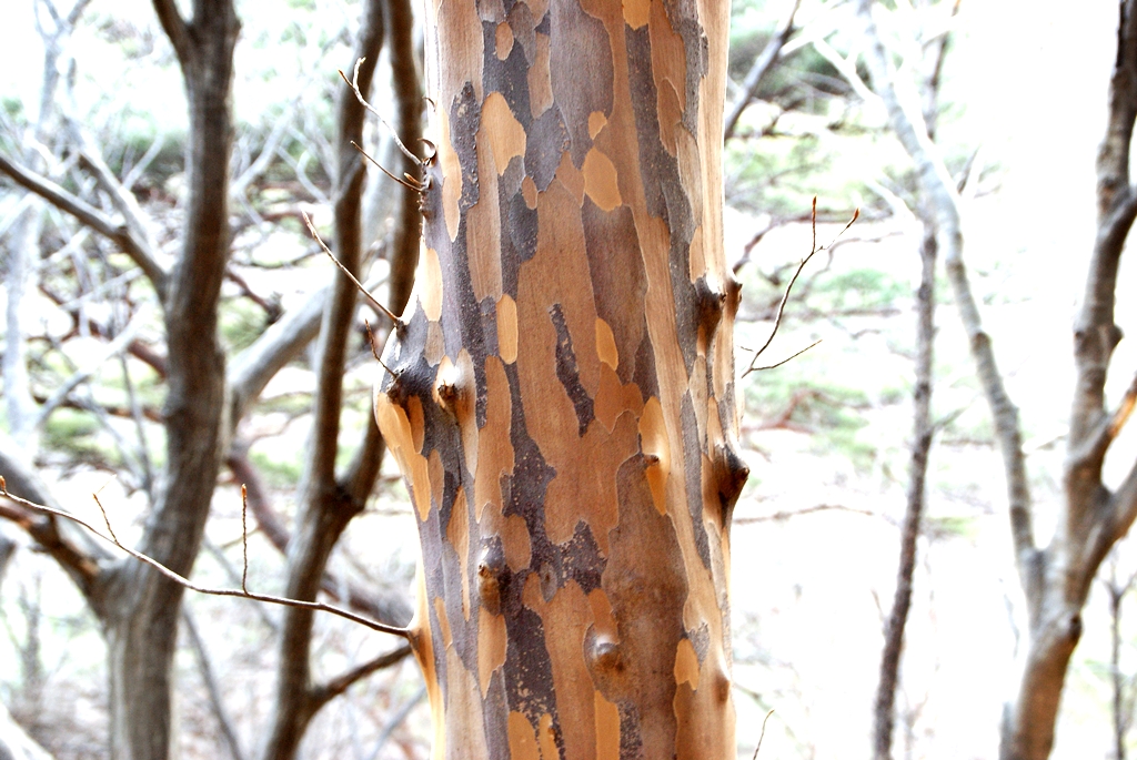 노각나무